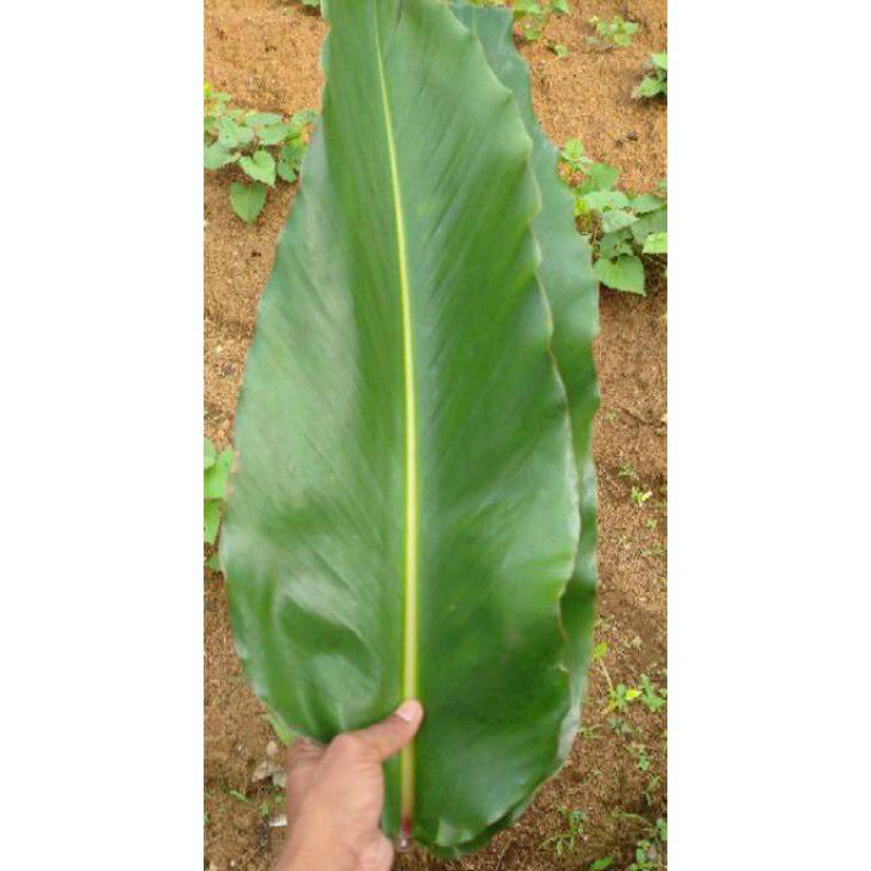 

daun honje atau daun kecombrang daun comrang 1kg