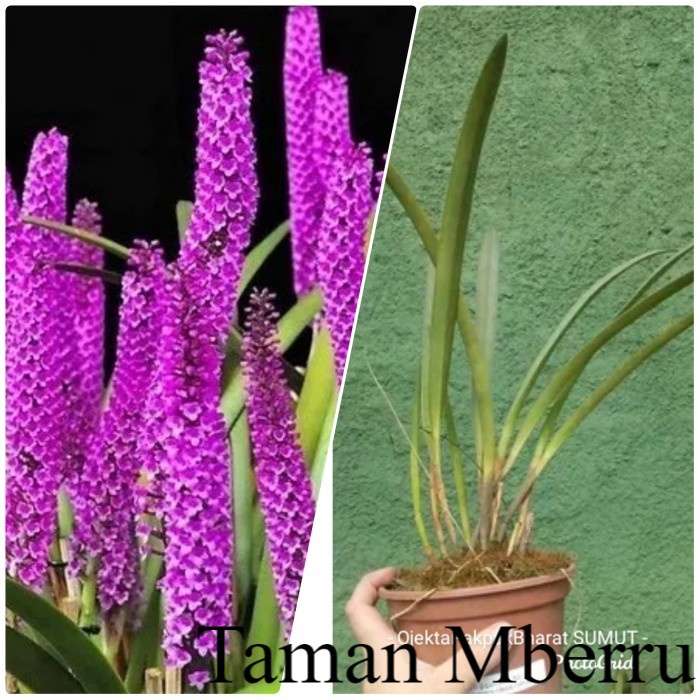 Anggrek Hutan Arpophyllum Anggrek Unik Anggrek Sumatera  Hutan Sumatera Bunga & Tanaman