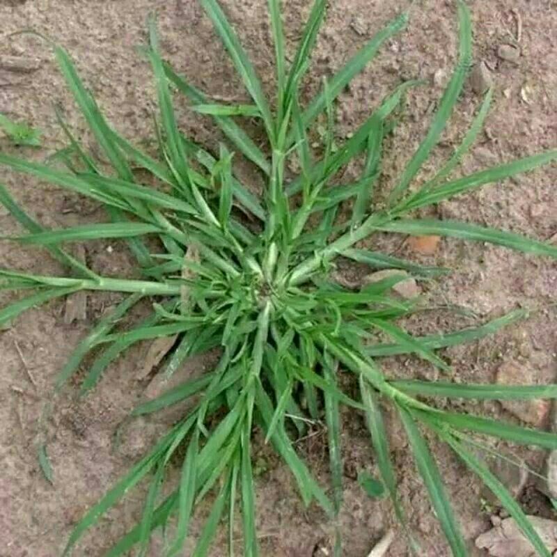 

Promo Rumput Belulang/jampang-Suket teki 250gram-Herbal