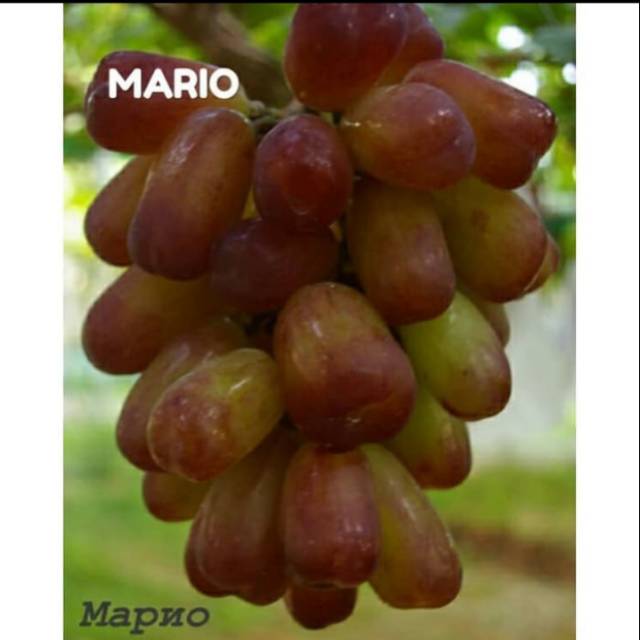 Bibit Anggur Import MARIO GRAFTING