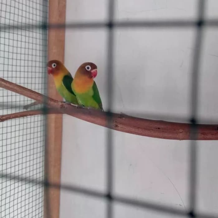 New Promo Lovebird Sepasang Josan Bertelur Shopee Indonesia