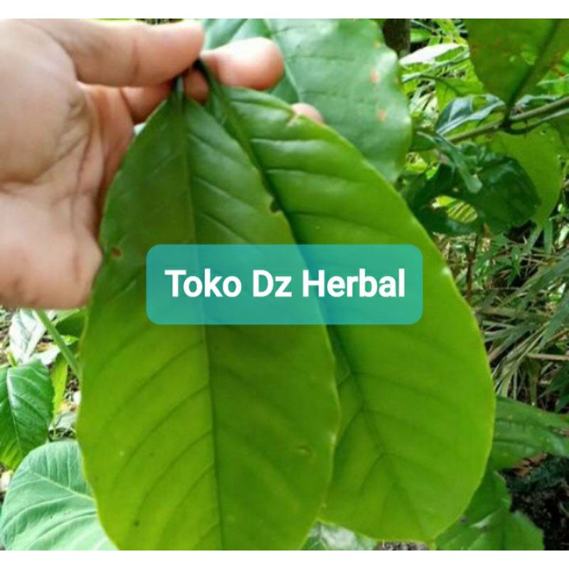 

Daun kopi segar 500 gram petik langsung-az