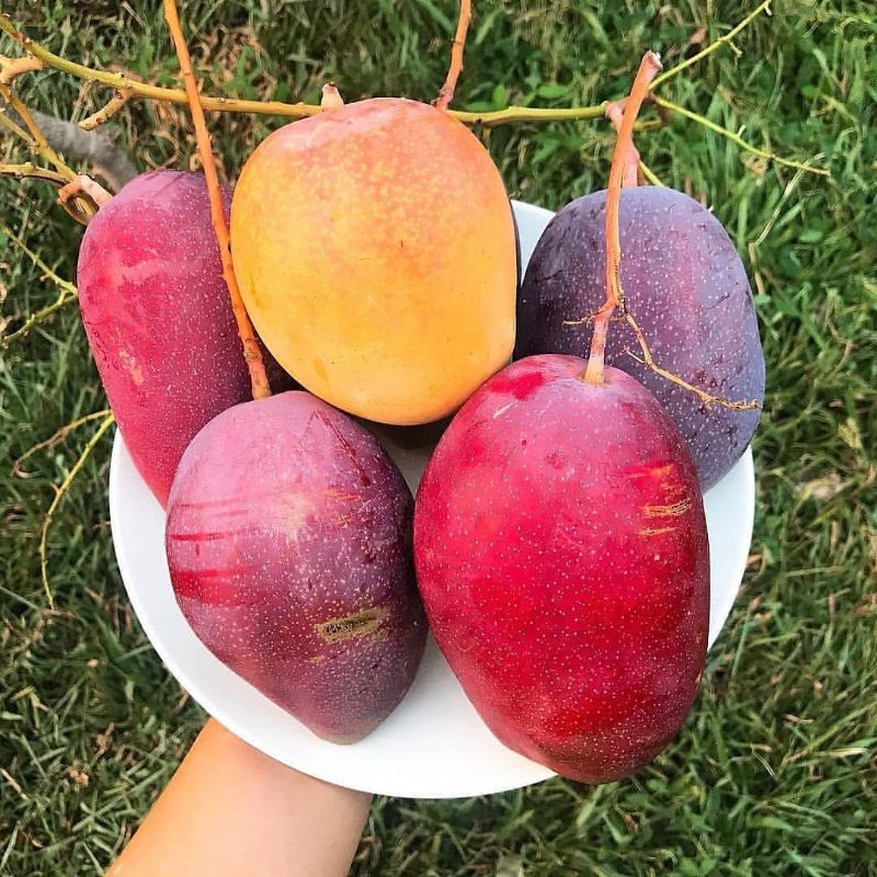 Bibit Tanaman Mangga Irwin Mangga Kiyojay Mangga Mahatir Mangga Manalagi Hasil Okulasi Stek Cangkok 