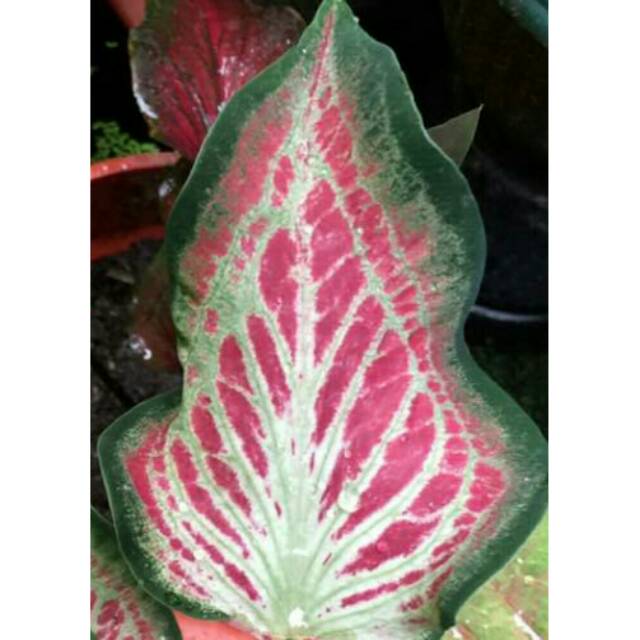 Bibit Caladium Senorita Caladium Star Bust Keladi Batik Shopee Indonesia