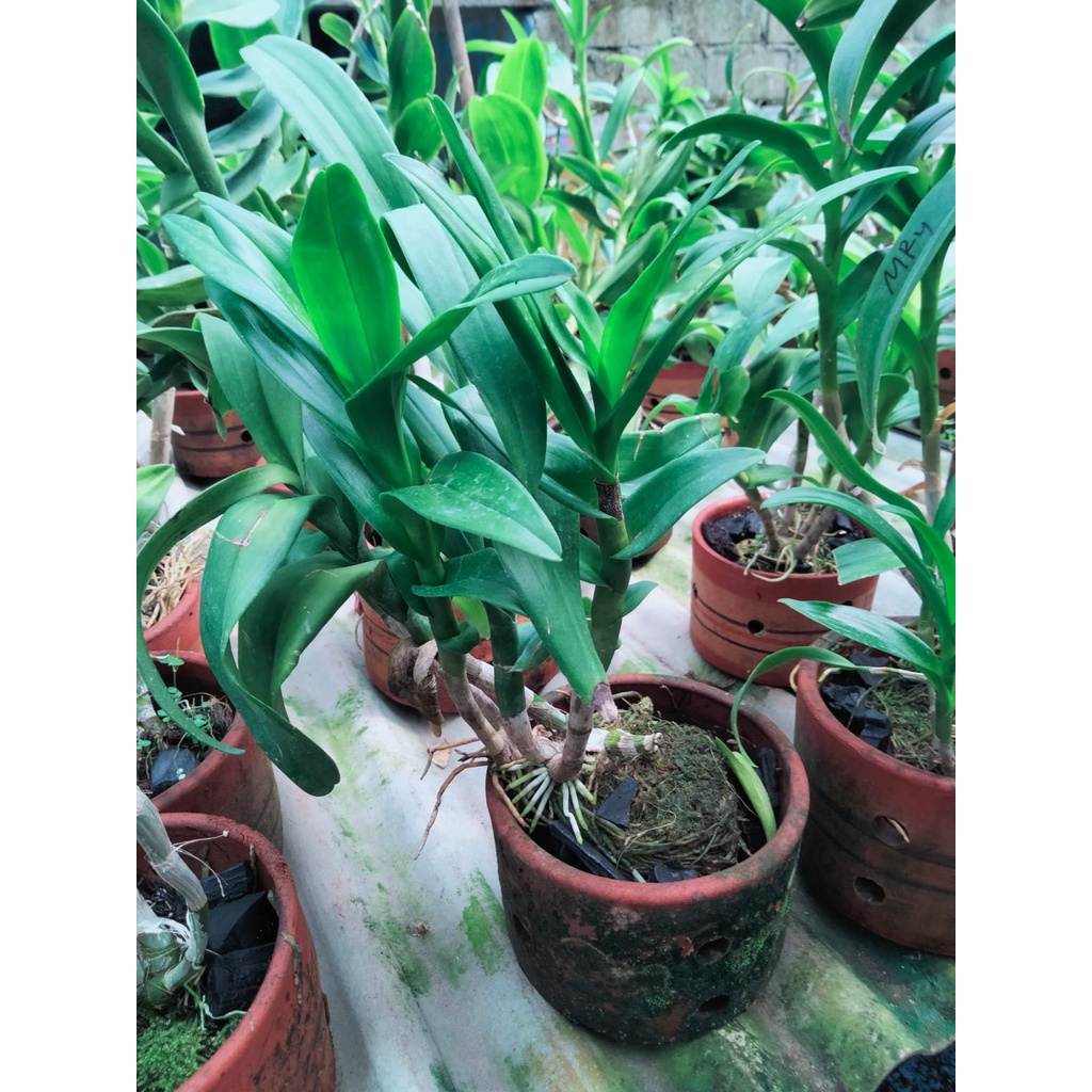 anggrek dendro jumbo