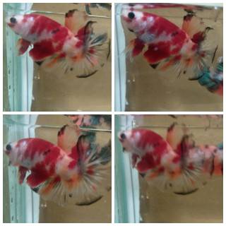 cupang nemo/koi galaxy nemo galaxy multi murah 1 pasang