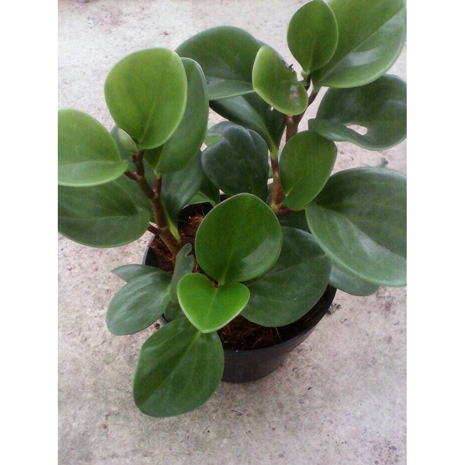 Jual Tanaman Peperomia | Shopee Indonesia