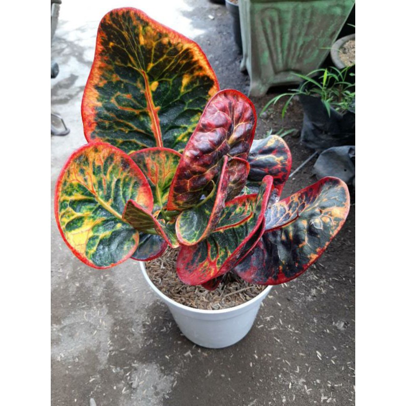 bibit tanaman hias bunga puring apel super red giant  import / SRG / apel merah