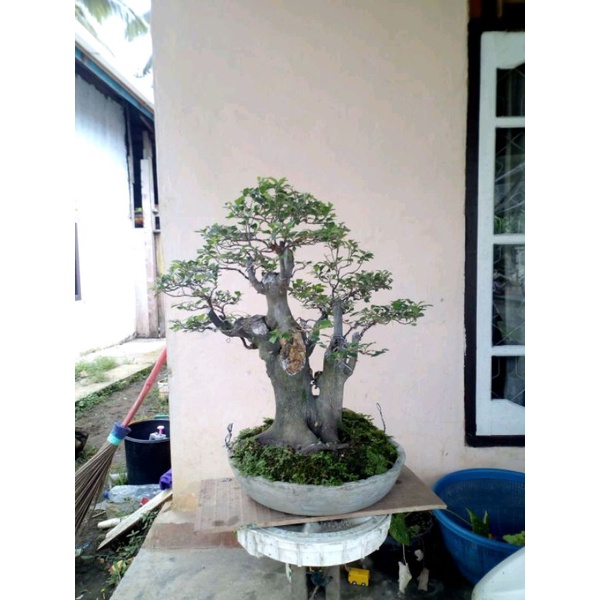 Bahan Bonsai Ampelas Hitam Prosfek