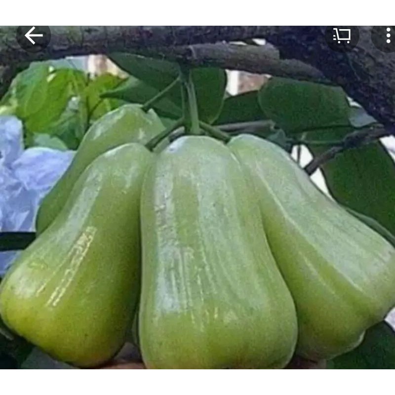 

jambu delhi
