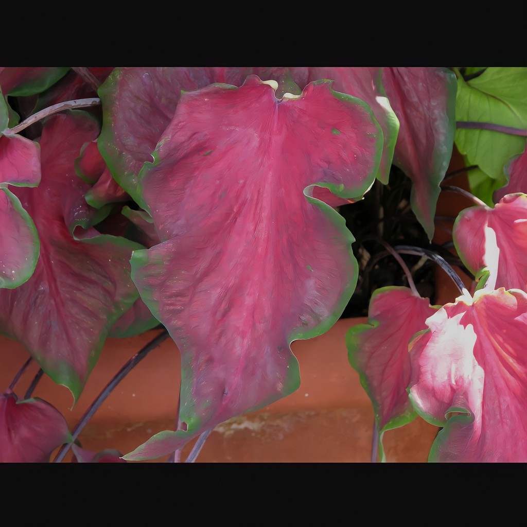 Bunga Keladi Rafles Caladium Red Ruffles Cantik Murah Berkualitas