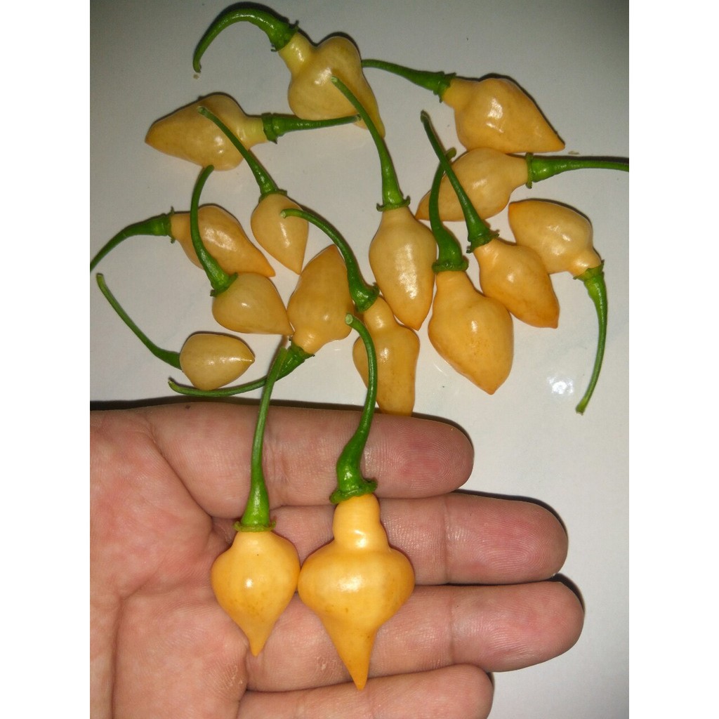 Benih Bibit Biji - Cabai Peach Chupetinho Pepper Seeds