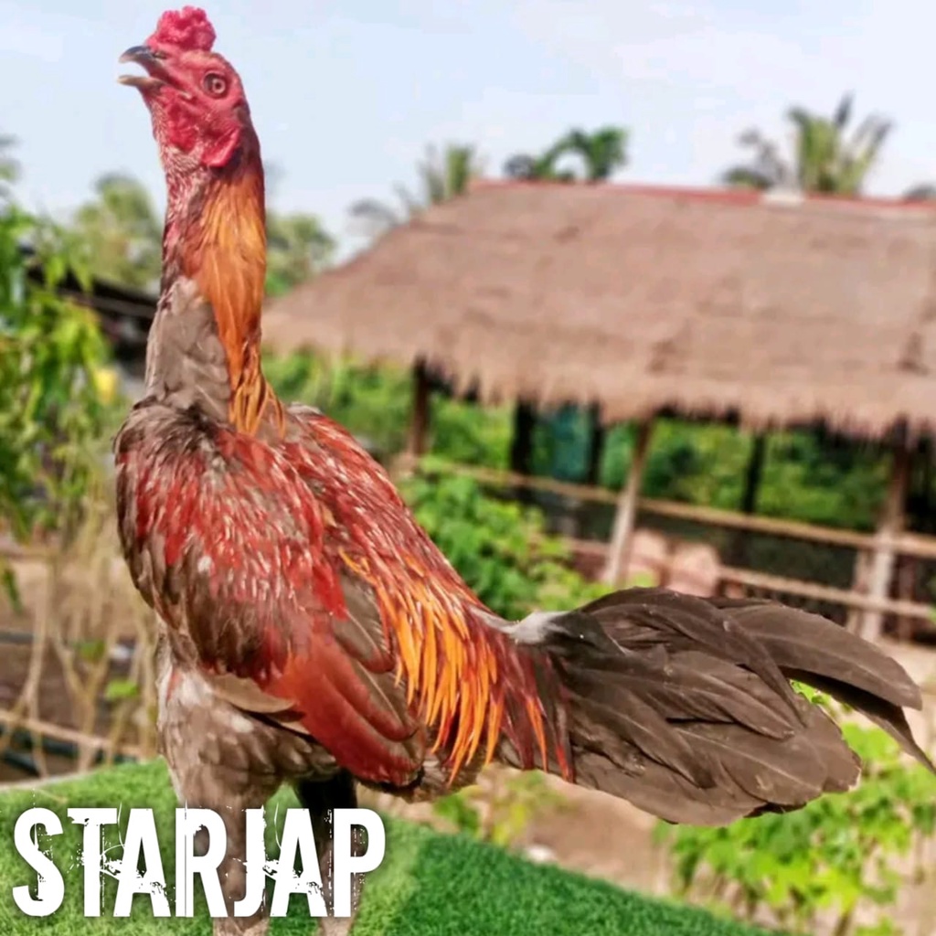 ayam bangkok super pama ninja mix ori telur fertil
