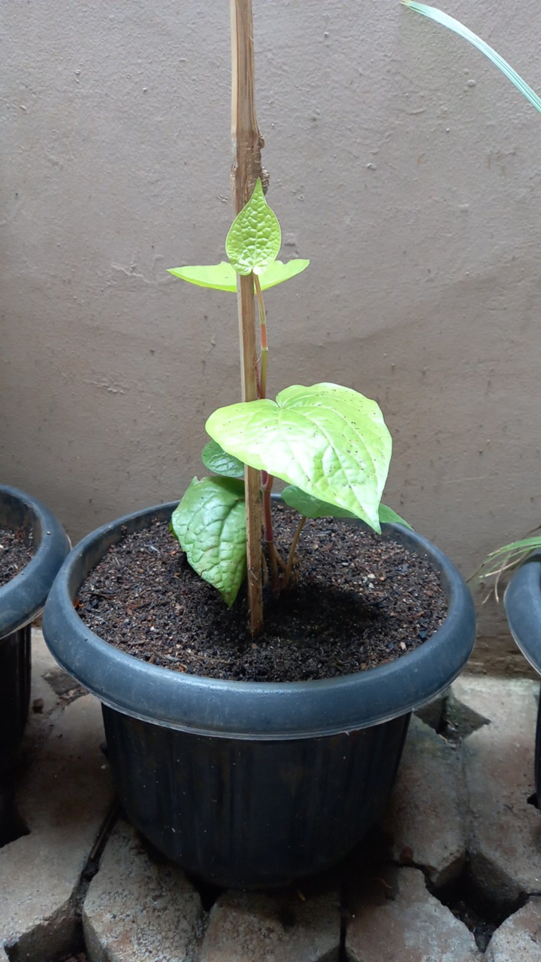 Tanaman Hias Pohon Sirih/pohon Herbal