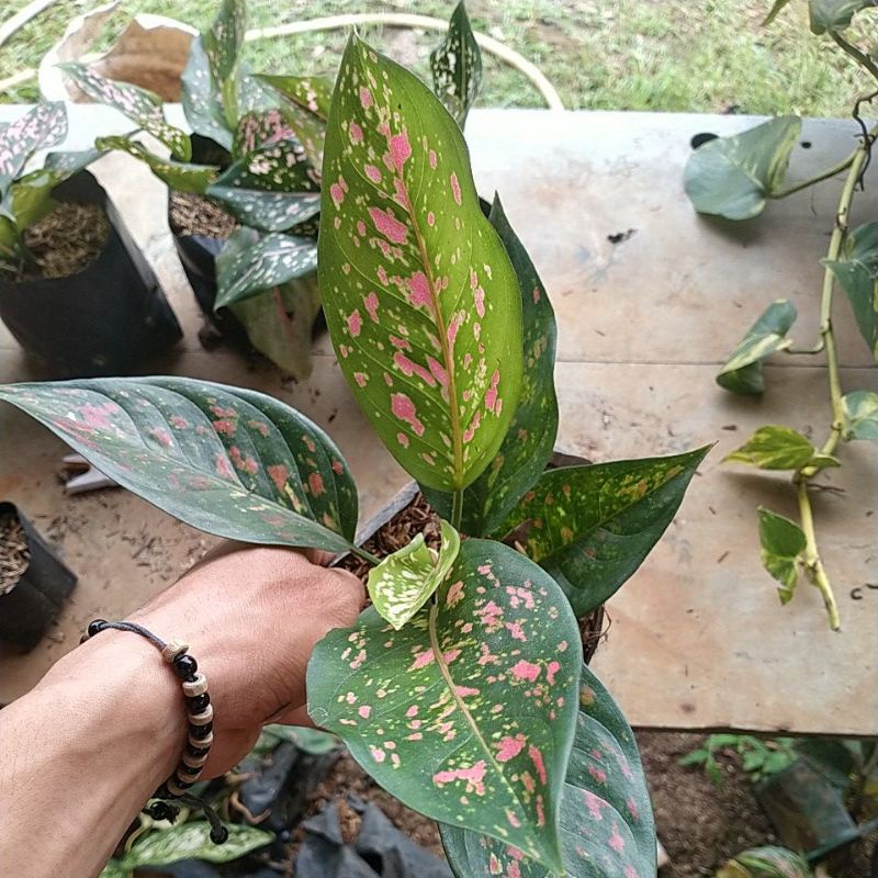 aglonema Ruby pink size dewasa