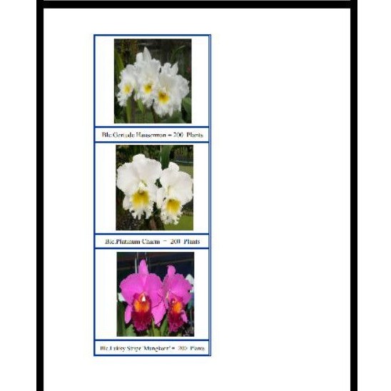 

Cattleya