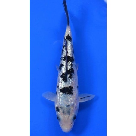 ikan koi shiro bekko ginrin ukuran 15-17cm