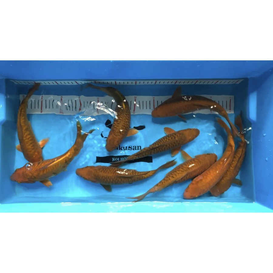 Ikan Koi Chagoi Aragoke/Sisik Naga size 25-26 cm