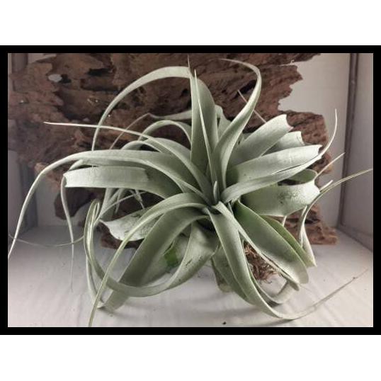 Hot Hot Promo Tillandsia Xerographica