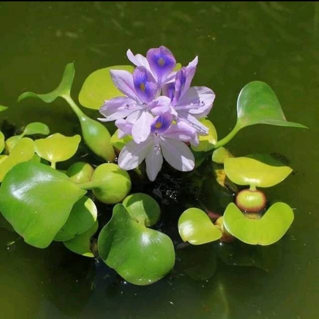 Eceng gondok dan azola tanaman air