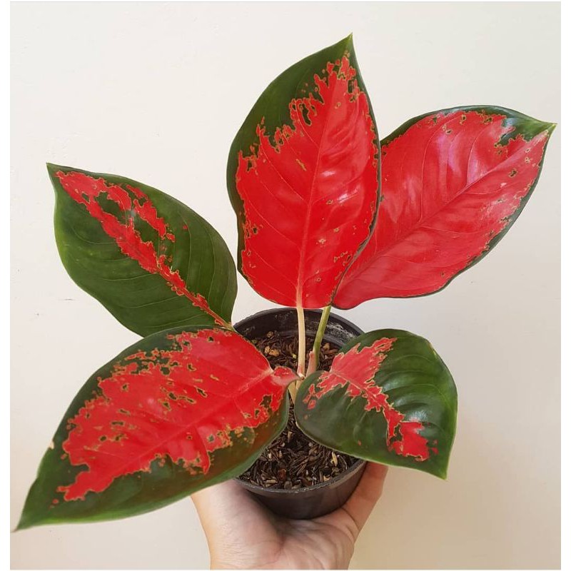 Tanaman hias aglaonema suksom jaipong kualitas super / aglaonema suksom / aglonema suksom