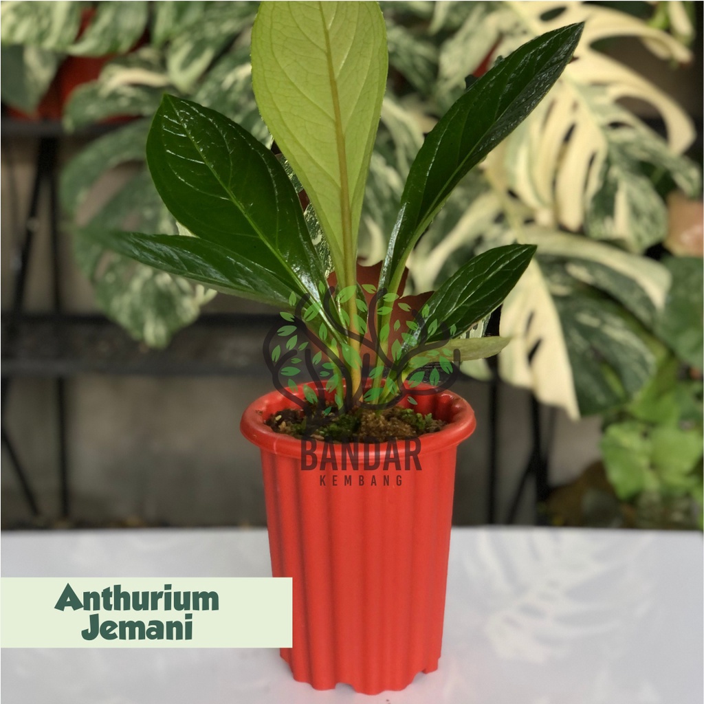 Anthurium Jemani - Tanaman Hias Murah - Bibit Tanaman Hias Bunga - Bukan Anthurium Jemani Kobra/Anth