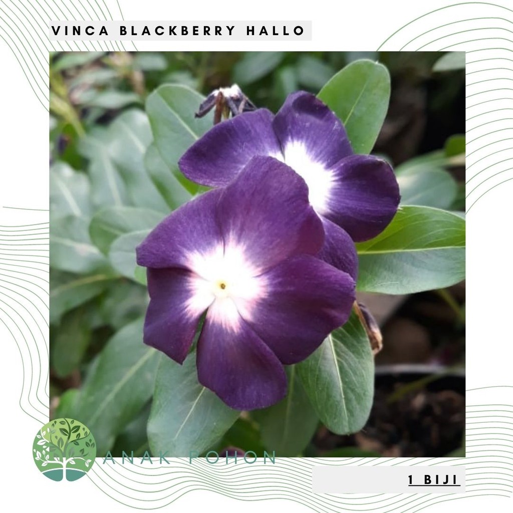 Benih Bibit Biji - Bunga Vinca Blackberry Hallo Flower Seeds