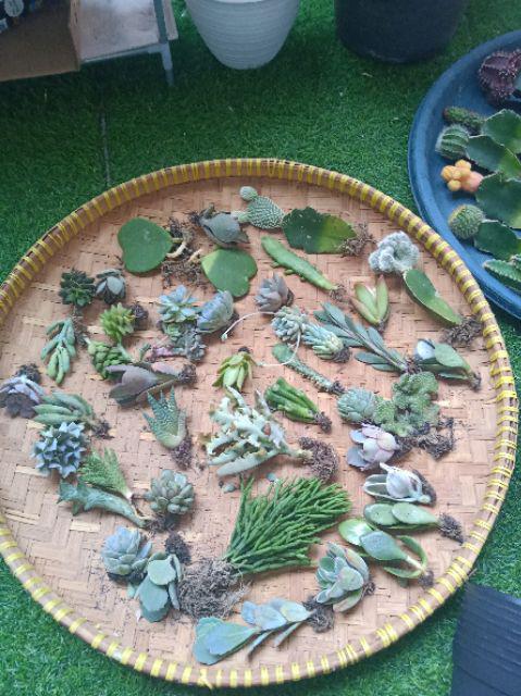 Kaktus Panda 5pcs/150k