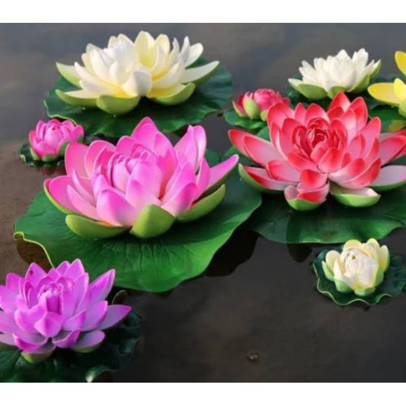 benih bunga teratai /lotus merah