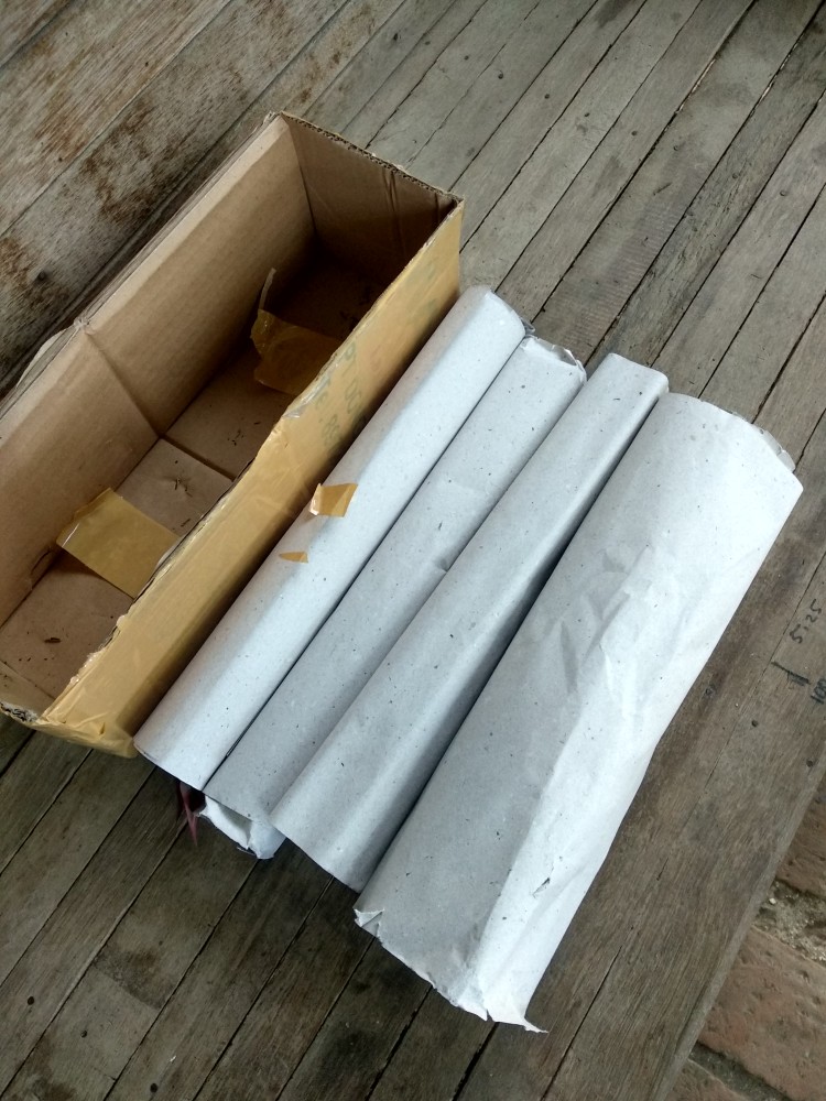 Aglonema Lipstik ( Siam Aurora) Aglopedia