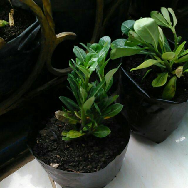  Bibit  Kamboja  Adenium Bunga  Tumpuk  dari Biji Shopee 