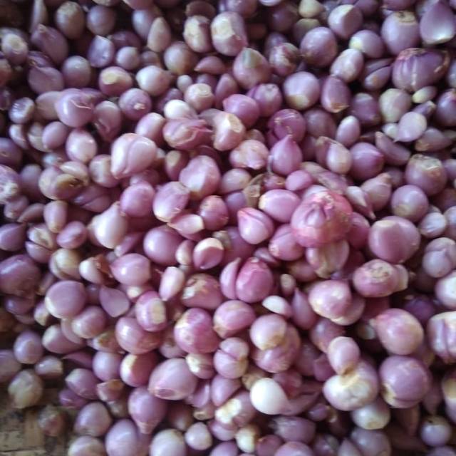 

Bawang kupas