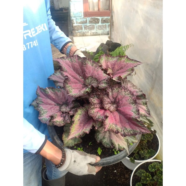 Tanaman Hias Begonia Keong Merah