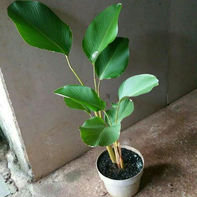 Tanaman Hias Pisang Kipas Calathea +Pot