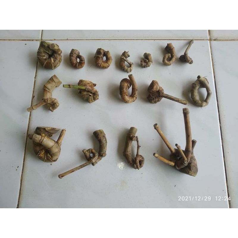bambu unik