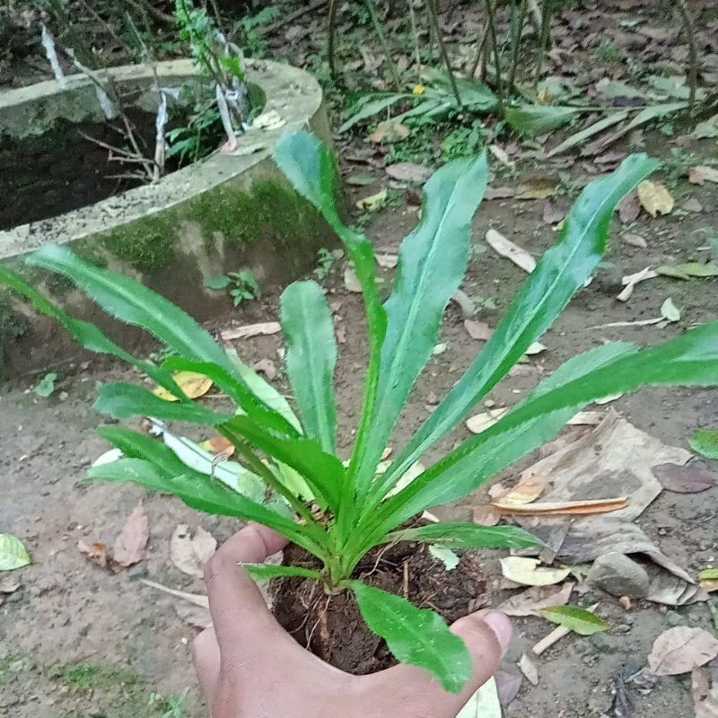 

tanaman obat herbal walang sangit 500gram