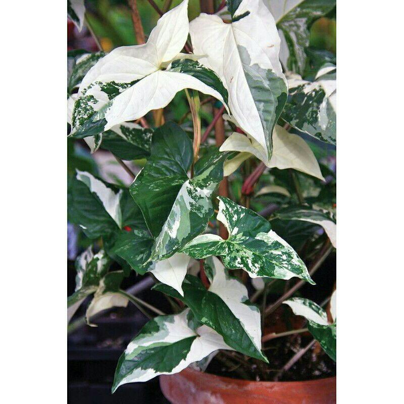 Tanaman hias Syngonium Variegata - Pohon Syngonium variegata