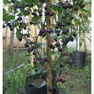 Benih / Biji / Bibit Cabe Unik Cabe Hias Ungu Cabai Purple Chupetinho