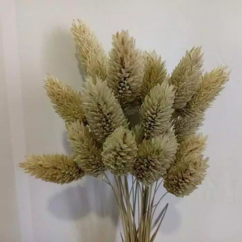 50 pcs phalaris natural / bunga kering / dried flower / dry flower /dried flowers bunga kering impor