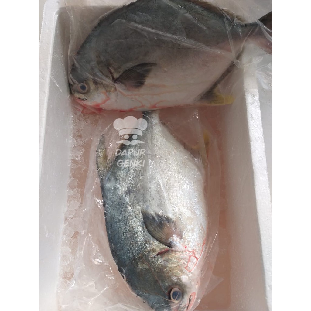 

Bawal Jepang (500-700gr) Sashmi Grade