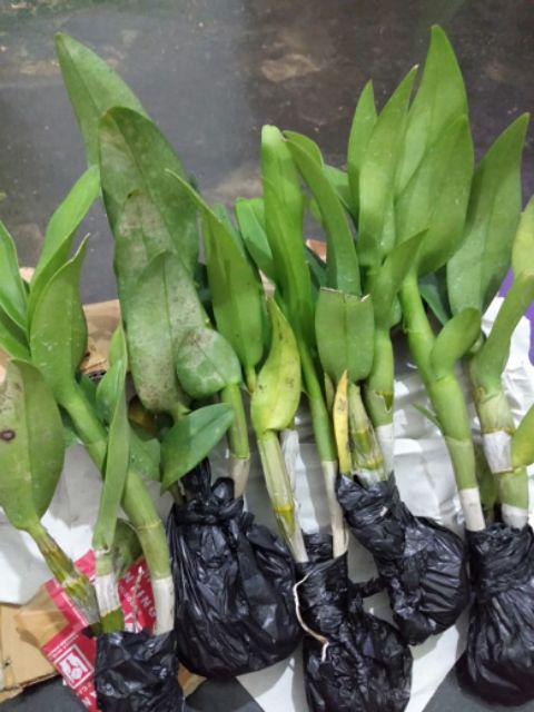 Anggrek Dendrobium Seddling Murah