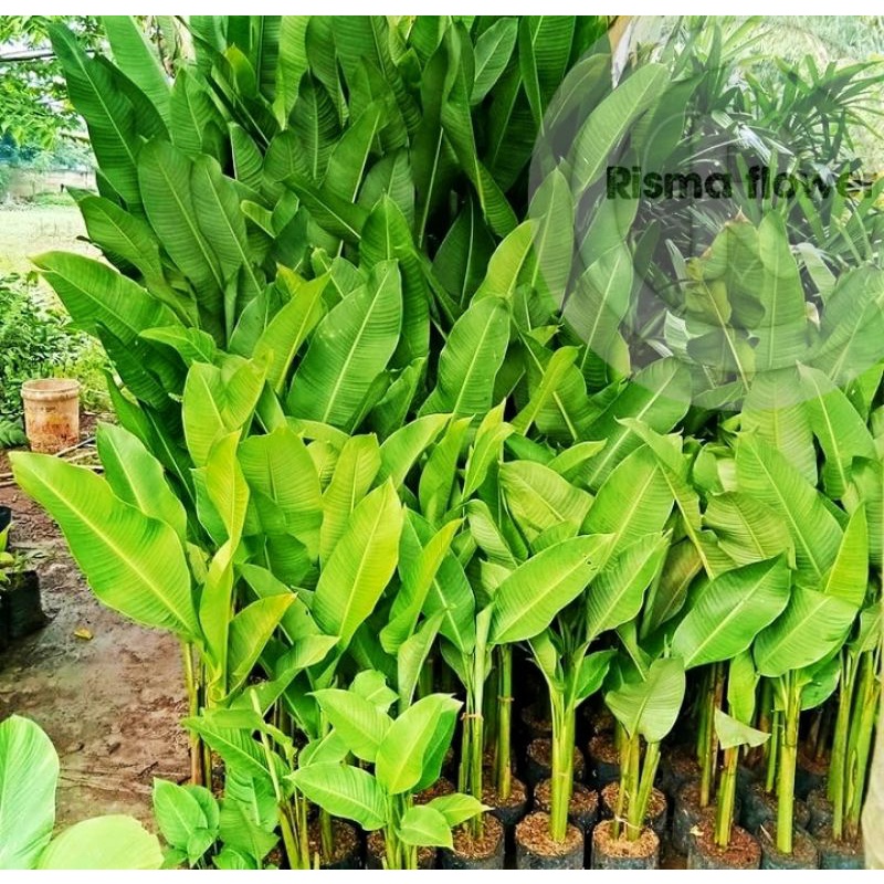 Tanaman hias pohon pisang karibay tinggi ±1 meter / tanaman hias pisang karibay