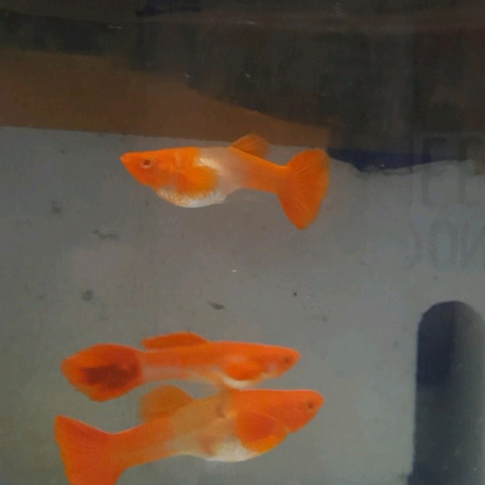 GUPPY Albino koi red ear, Ikan Hias Akuarium, ikan aquascape" Video" - Female/betina