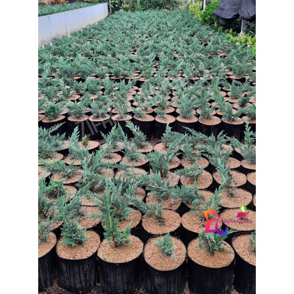 bibit bonsai cemara sinensis biru/cemara sinensis biru