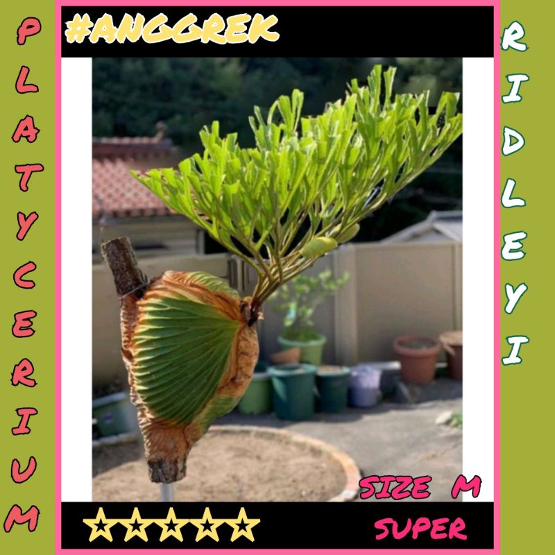 2 Pohon 85.000 (size M)/ PLATYCERIUM RIDLEYI