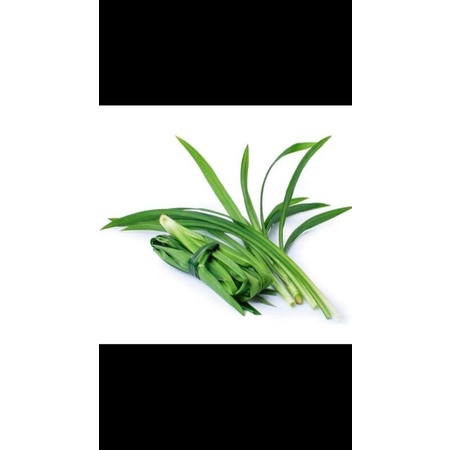 

daun pandan per ikat