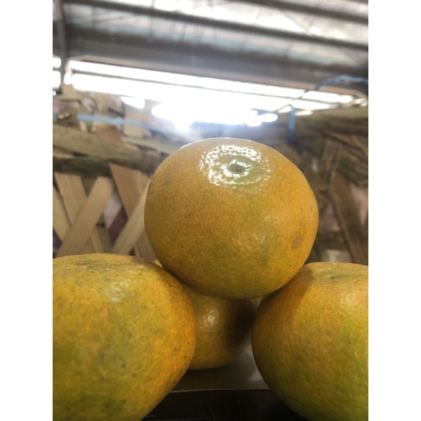 

jeruk medan uk sedang