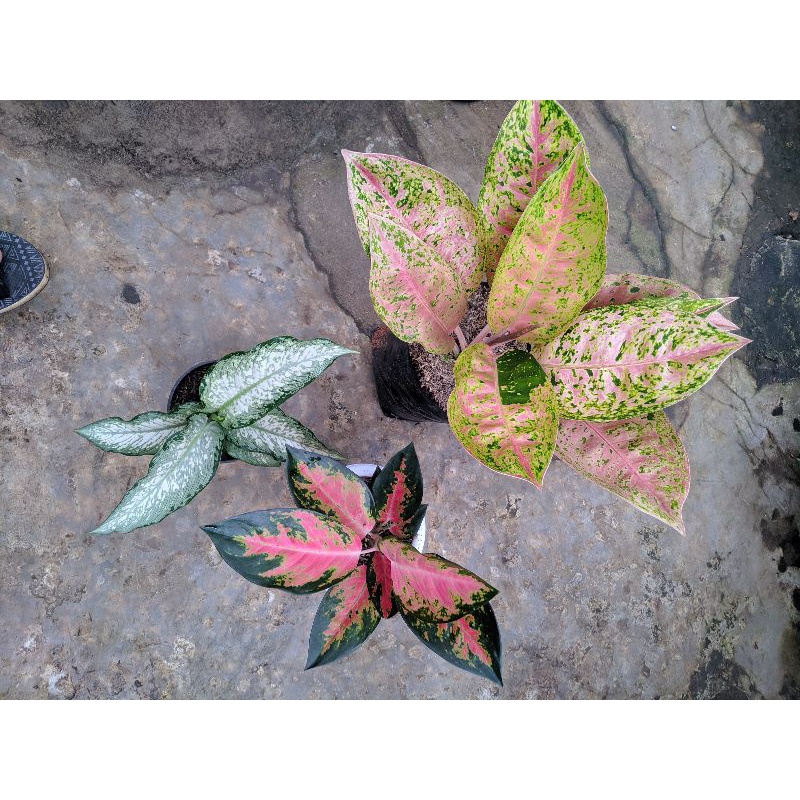 paket aglonema bigroy,kocin,diven balik