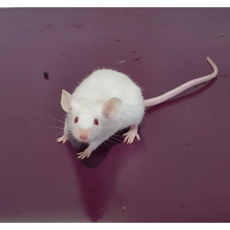 Makanan Reptil Tikus putih tiput mencit mice Rat