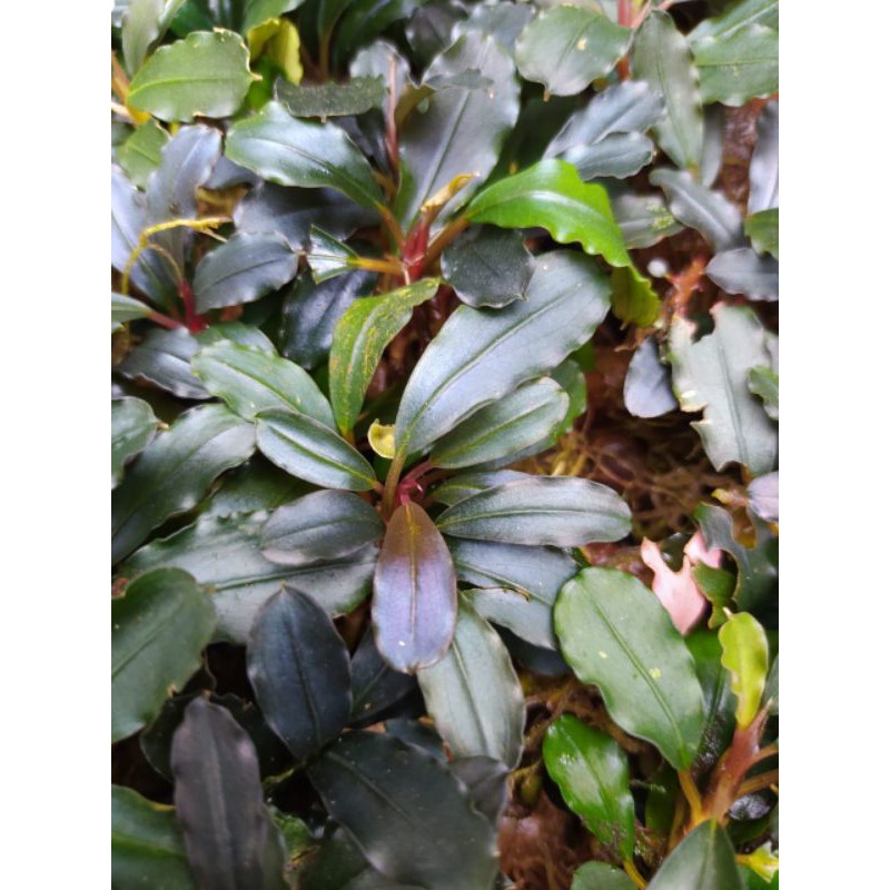 bucephalandra brownie / buce